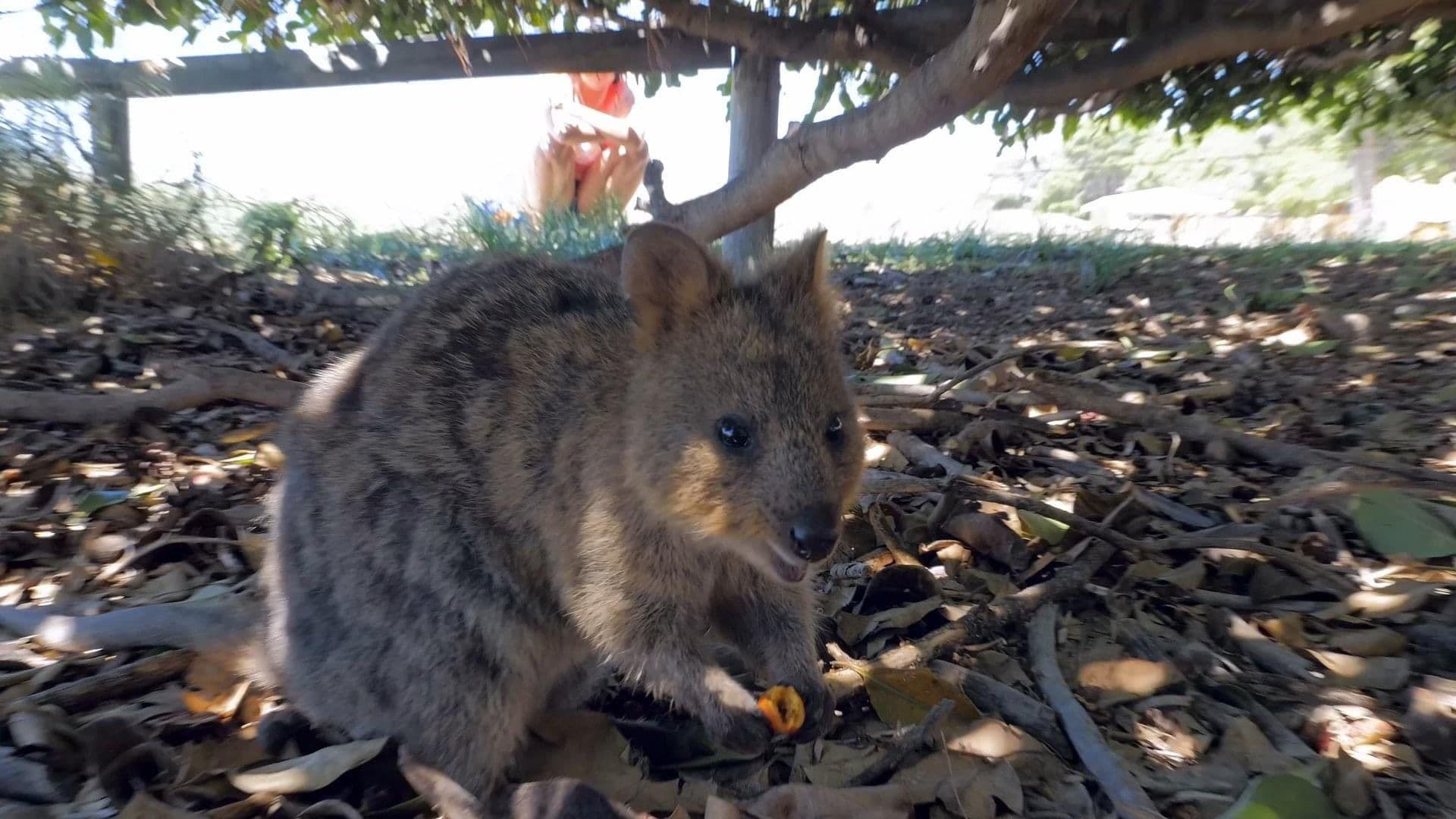 Cute animals and Quokka from Rottnest Island 🐭🐀's Avatar