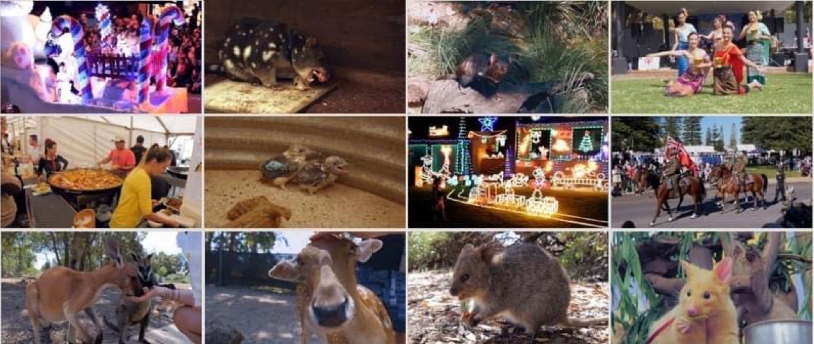 Exclusive animal videos entertainment Australia's Avatar