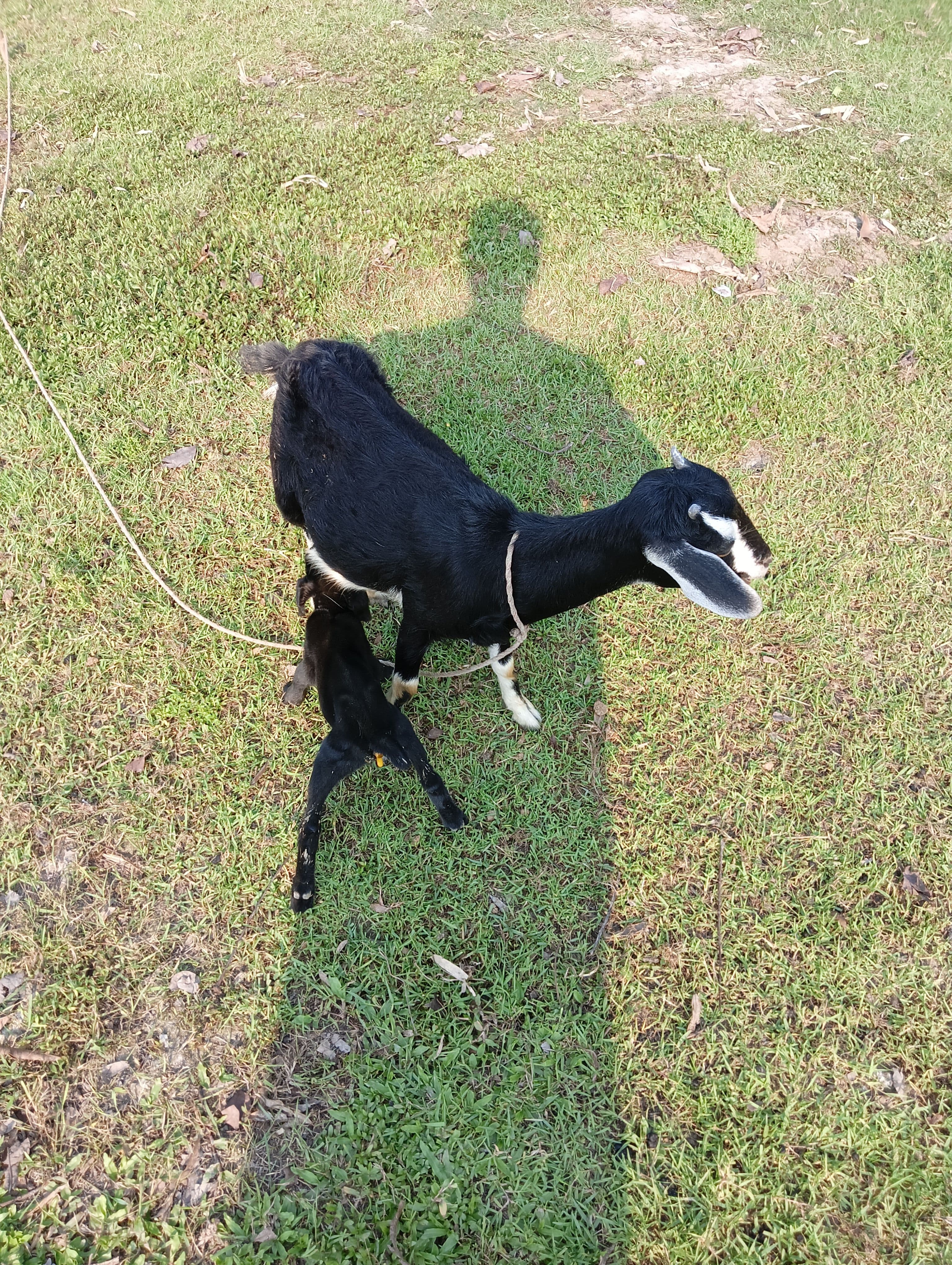 my favorite goat